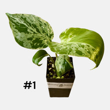 Load image into Gallery viewer, Monstera Bulbasaur
