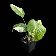 Load image into Gallery viewer, Monstera Thai Constellation
