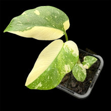 Load image into Gallery viewer, Monstera Thai Constellation High Variegation
