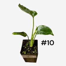 Load image into Gallery viewer, Monstera Bulbasaur
