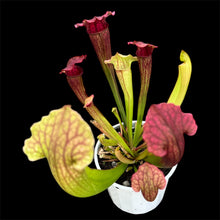 Load image into Gallery viewer, Sarracenia Pitcher Plant hybrid
