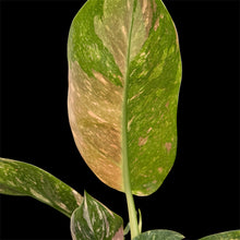 Load image into Gallery viewer, Philodendron Congo Nuclear Variegata
