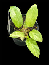 Load image into Gallery viewer, Philodendron Snowdrift
