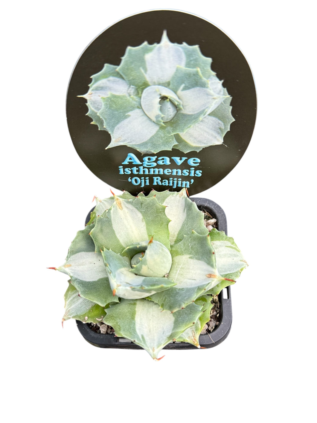 Agave isthmensis 'Oji Raijin Shiro Nakafu'