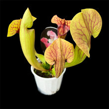 Load image into Gallery viewer, Sarracenia oreophila x psittacina Pitcher Plant hybrid
