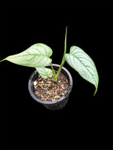 Load image into Gallery viewer, Monstera El Salvador
