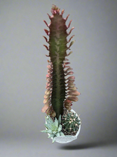 Load image into Gallery viewer, Planter Cacti Triple Planted
