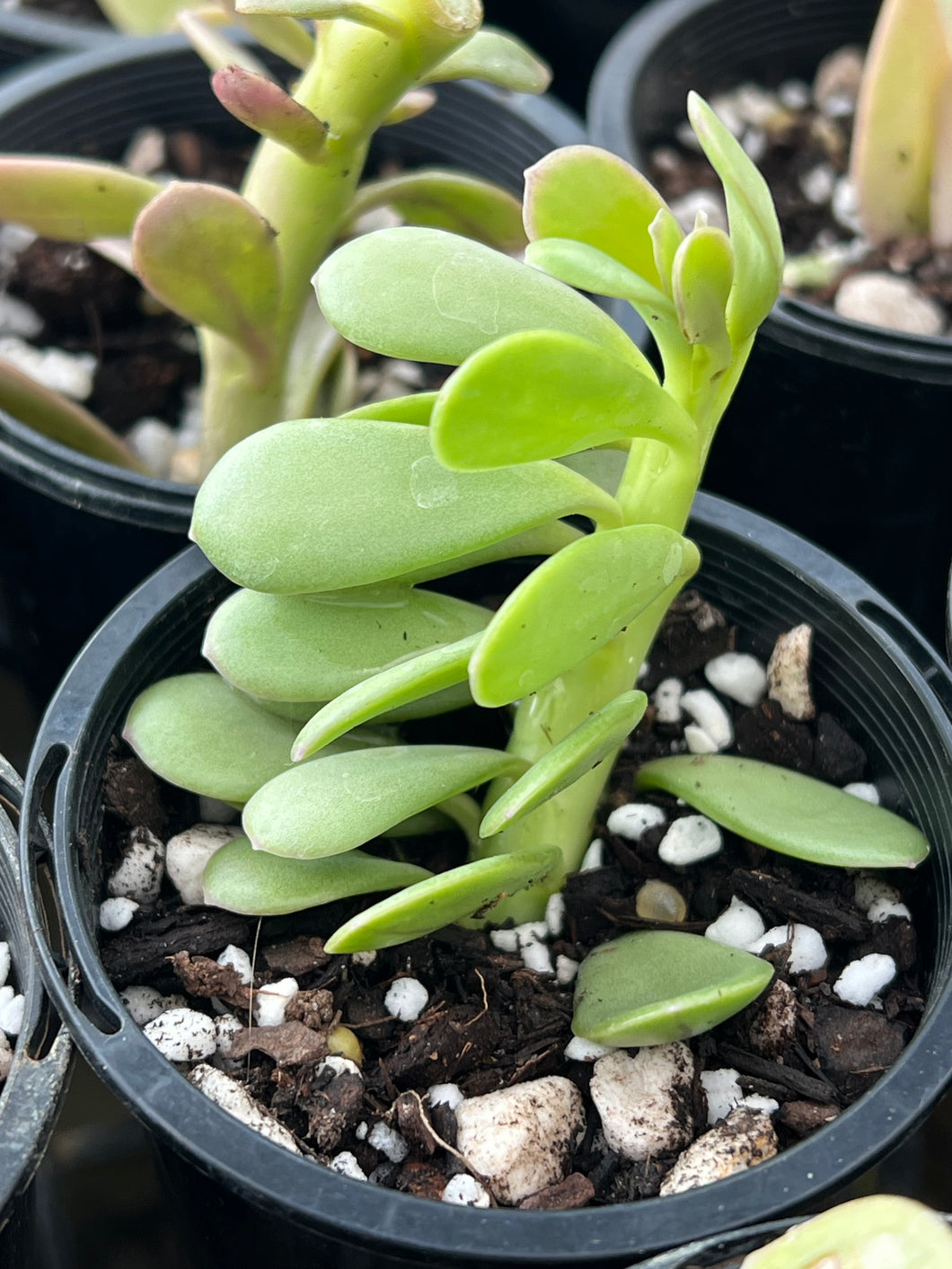 trailing jade plant buy Senecio jacobsenii
