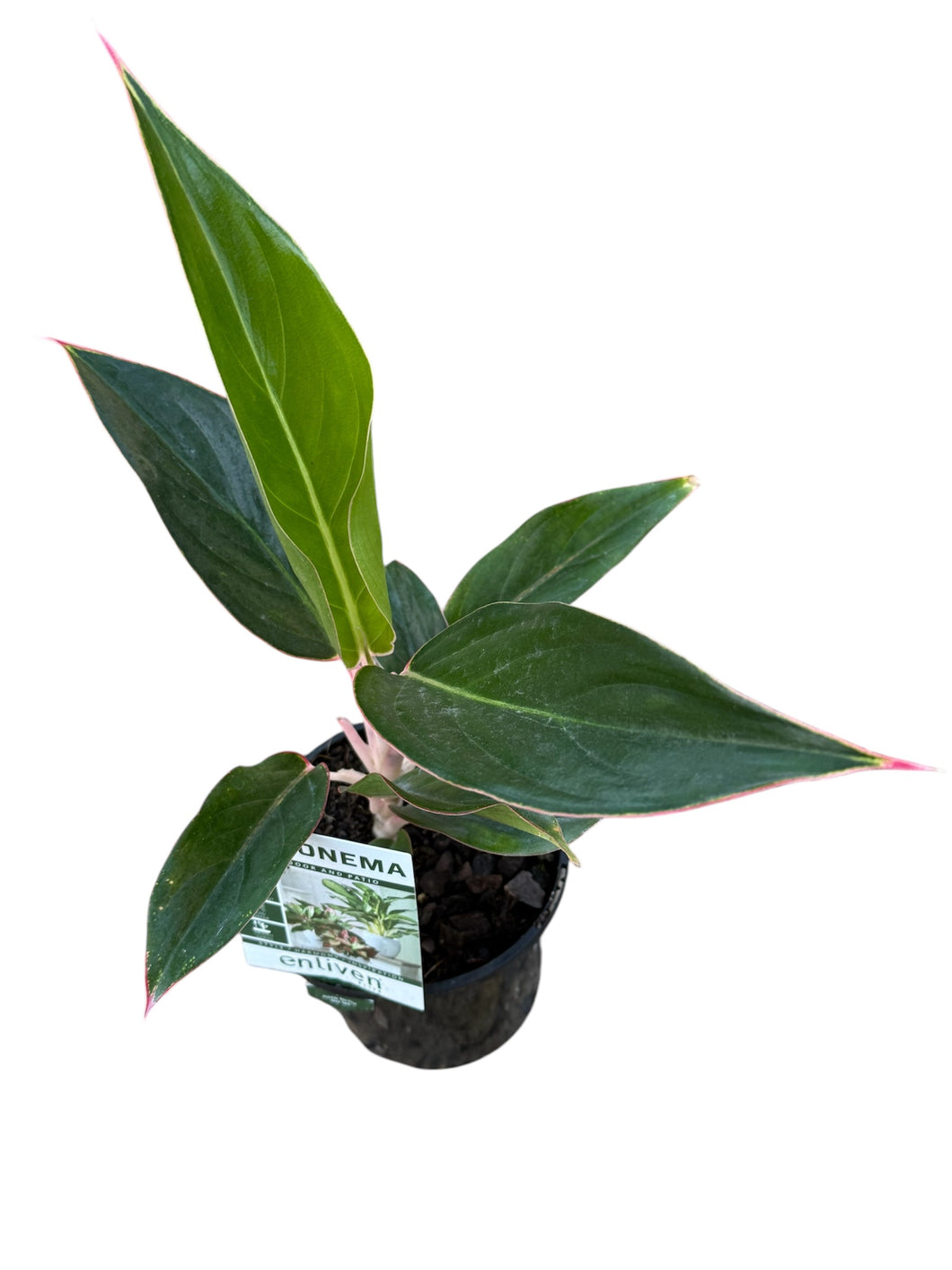 Aglaonema commutatum Sapphire