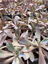 Load image into Gallery viewer, Echeveria Afterglow
