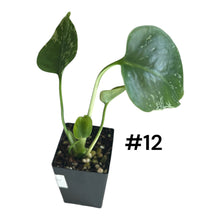Load image into Gallery viewer, Monstera Bulbasaur
