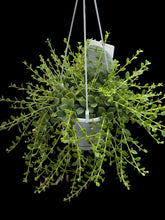 Load image into Gallery viewer, Kalanchoe uniflora
