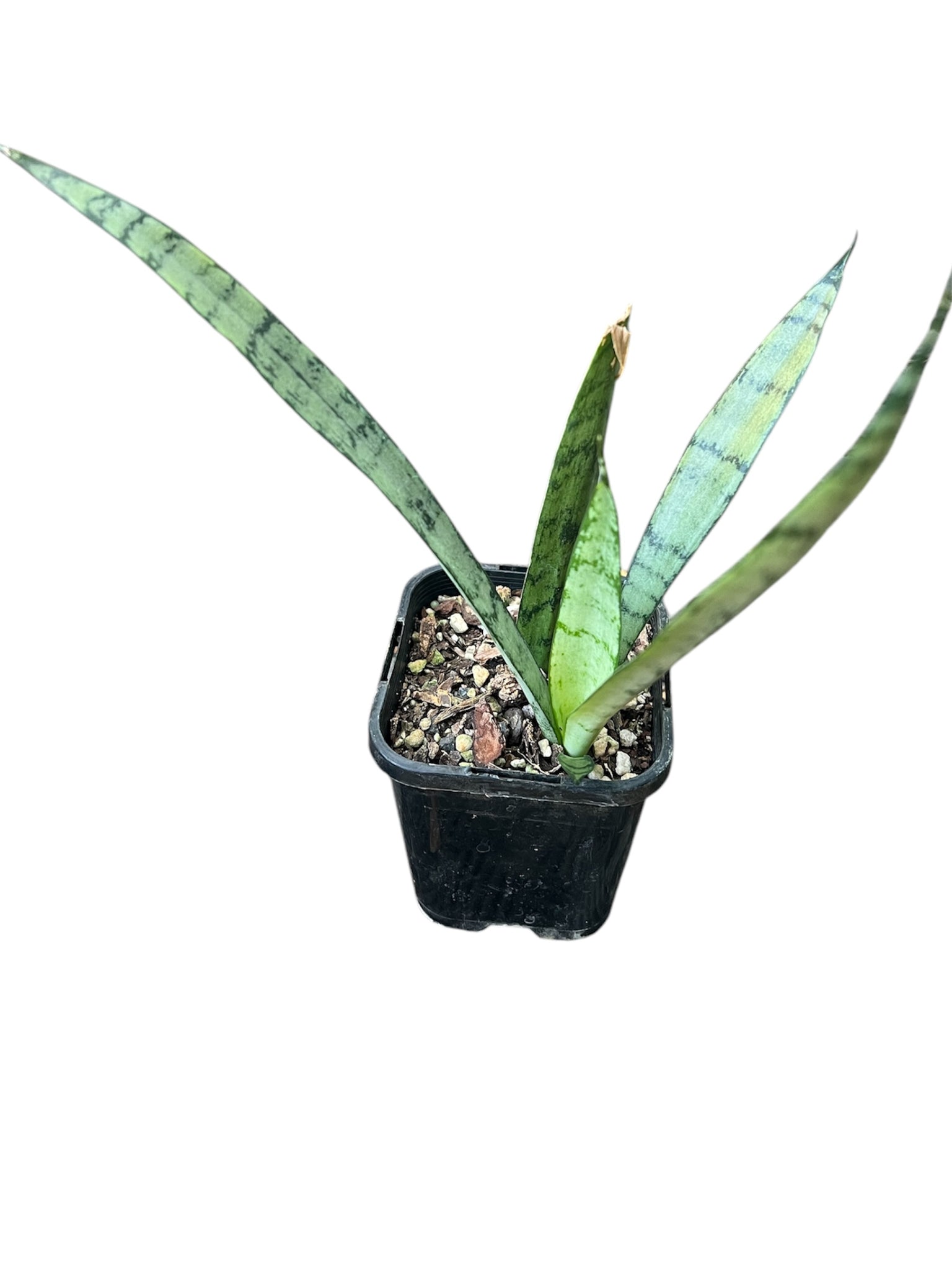 silver princess sansevieria Sansevieria Silver Princess – Sugarloaf Greenery