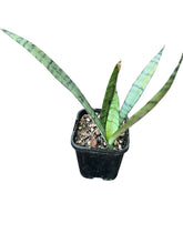 Load image into Gallery viewer, Sansevieria Silver Princess
