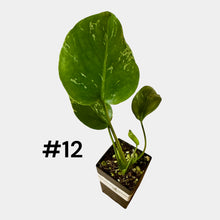 Load image into Gallery viewer, Monstera Bulbasaur
