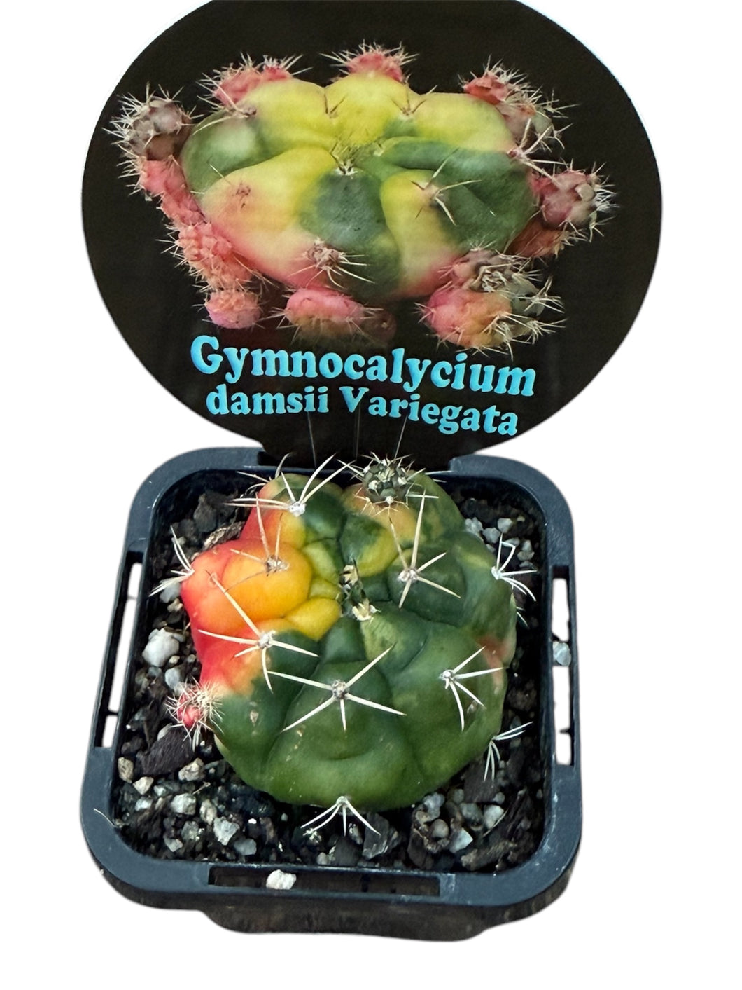 Gymnocalycium anisitsii (Syn. damsii) variegata – Colourful Variegated Chin Cactus