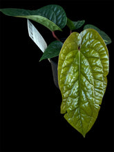 Load image into Gallery viewer, Anthurium Luxurians x Radicans
