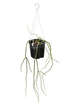 Load image into Gallery viewer, Rhipsalis puniceodiscus
