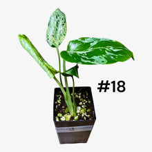 Load image into Gallery viewer, Monstera Bulbasaur
