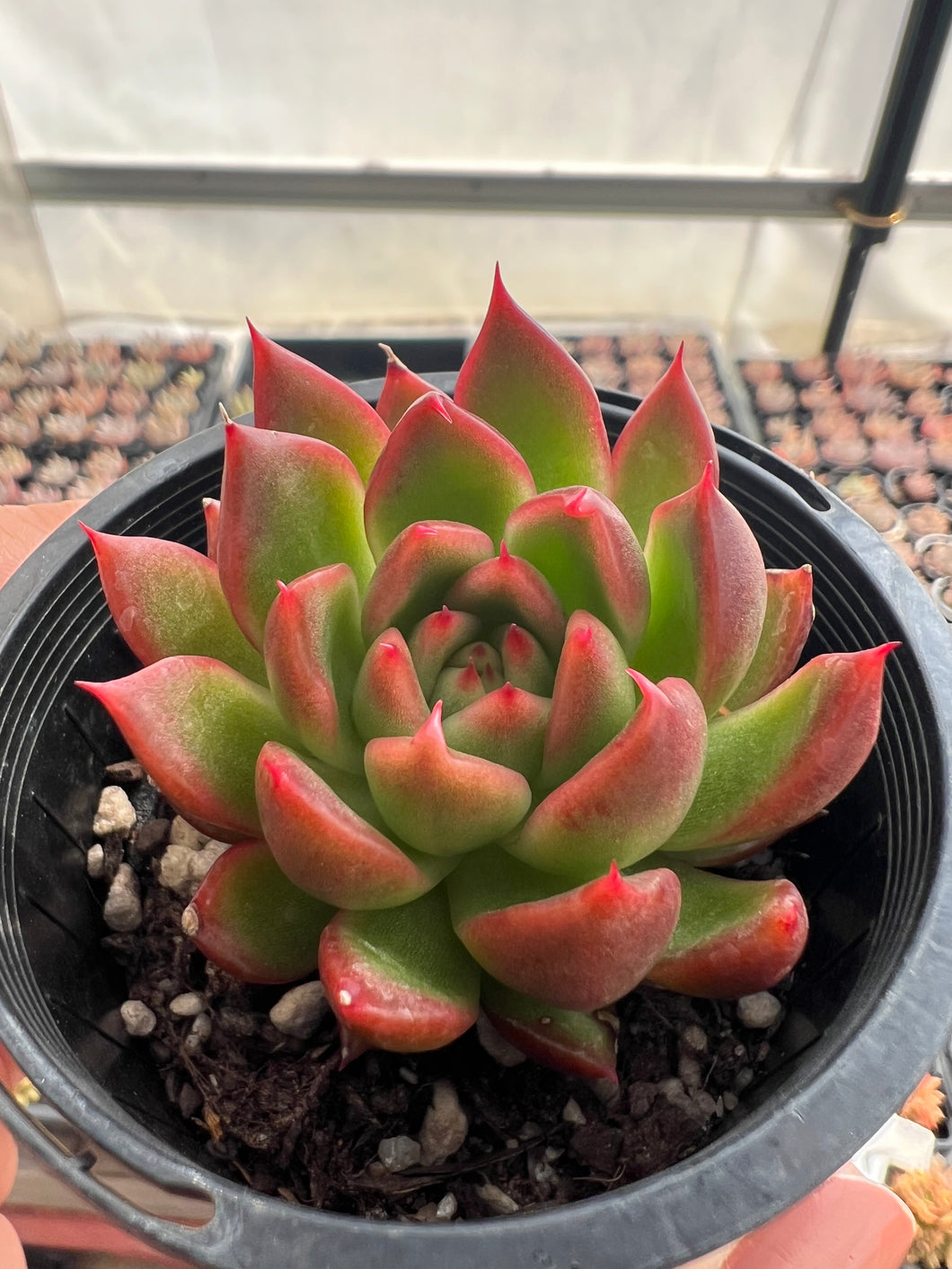 Echeveria Frank Reinelt