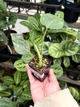 Load image into Gallery viewer, Monstera Bulbasaur
