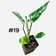 Load image into Gallery viewer, Monstera Bulbasaur
