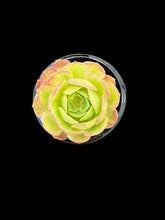 Load image into Gallery viewer, Aeonium O’Carrie

