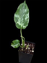 Load image into Gallery viewer, Monstera Bulbasaur
