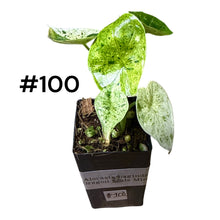 Load image into Gallery viewer, Alocasia baginda Dragon Scale Mint
