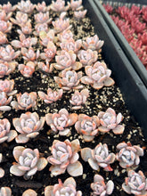 Load image into Gallery viewer, Echeveria Laui
