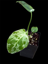 Load image into Gallery viewer, Monstera Bulbasaur

