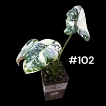 Load image into Gallery viewer, Alocasia micholitziana Frydek Variegated
