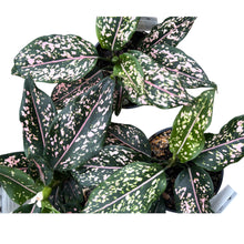 Load image into Gallery viewer, Aglaonema commutatum Pink Dalmation
