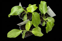 Load image into Gallery viewer, Philodendron giganteum Blizzard
