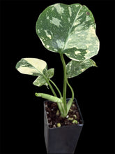 Load image into Gallery viewer, Monstera Thai Constellation High Variegation
