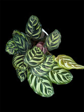 Load image into Gallery viewer, Calathea Makoyana
