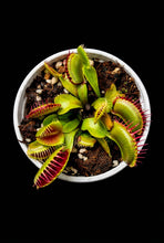 Load image into Gallery viewer, Venus Fly Trap
