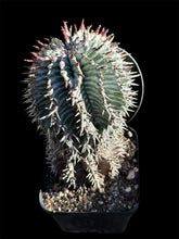 Load image into Gallery viewer, Euphorbia horrida var. striata
