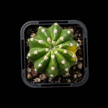 Load image into Gallery viewer, Echinopsis Sunrise
