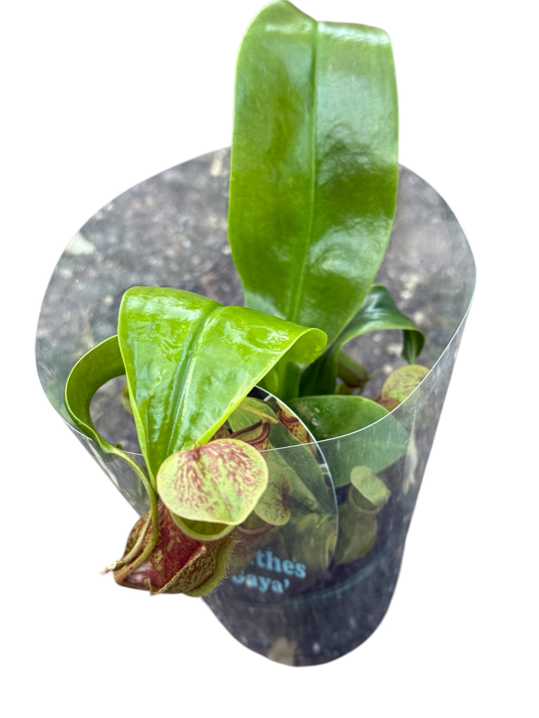 Nepenthes 'St Gaya'
