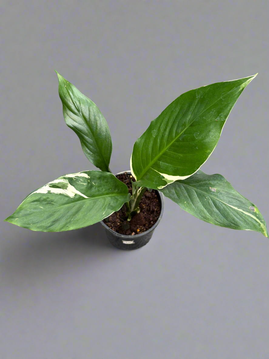 Spathiphyllum Peace Lily Picasso