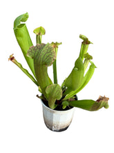 Load image into Gallery viewer, Sarracenia Pitcher Plant hybrid
