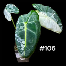 Load image into Gallery viewer, Alocasia micholitziana Frydek Variegated
