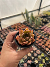 Load image into Gallery viewer, Echeveria sp Hybrid
