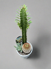 Load image into Gallery viewer, Planter Cacti Triple Planted
