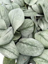Load image into Gallery viewer, Scindapsus pictus Silver Hero
