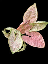 Load image into Gallery viewer, Syngonium Pink Goddess
