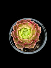Load image into Gallery viewer, Aeonium O’Carrie
