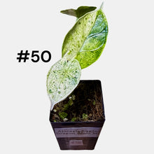 Load image into Gallery viewer, Alocasia baginda Dragon Scale Mint
