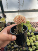 Load image into Gallery viewer, Crassula Buddha&#39;s Temple
